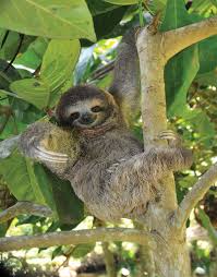 sloth definition habitat diet facts britannica