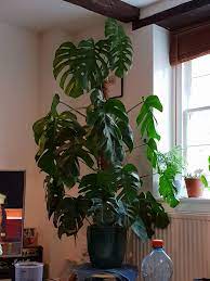 Post potting monstera plant care. How Often Do You Guys Water Your Monstera Mine Is Looking A Little Limp Moved Her From The Bedroom Down To The Living Room Today Which Is A Bit Brighter So Hopefully