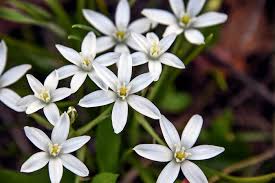 We did not find results for: Nomi Immagini E Significato Segreto Dei Fiori Bianchi