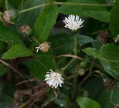 Image result for Adenostemma mauritianum