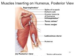 All these muscles originate on the scapula and insert into the humerus bone. Biology 2401 Anatomy Physiology Part I Chapter 10