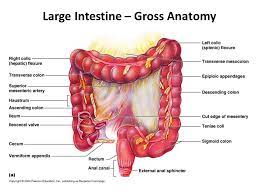 Notice the system of arching anastemoses that is a feature of the. Digestion Ii Biology Small Intestine Gross Anatomy 1 Duodenum And Pyloric Valve 2 Pancreas And Gall Bladder Hepatopancreatic Ampulla Hepatopancreatic Ppt Download
