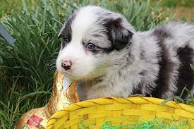 Pin By Brenda On Cute Little Aussie Shepherds Aussie Shepherd Australian Shepherd Animals