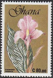 Image result for Siphonochilus brachystemon