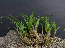 Image result for Ledebouria luteola