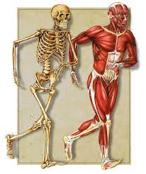 How many bones are in the human body? Kahoot Play This Quiz Now Human Body Science Body Systems Lessons Body Bones