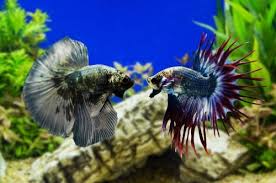 Bettas tend to hang out at the bottom when they are cold. What Fish Can Live With Betta Fish Aquarium Adviser