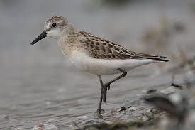 Birds That Lay Eggs On The Ground Ontario Semipalmated Sandpiper List Of Birds Bird Life List Sandpiper