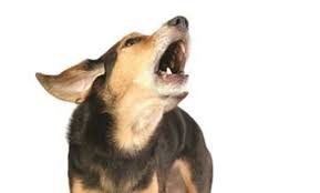 Teaching Your Dog To Stop Barking On Command Vca Animal Hospital Dog Training Barking Stop Dog Barking Dog Barking At Night