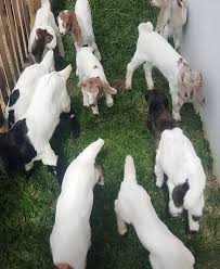 Kambing kacang adalah merupakan salah satu ras unggul yang pertama kali dikembangkan di indonesia, jenis kambing ini adalah merupakan kambing lokal indonesia, dan saat ini keberadaanya tersebar hampir diseluruh wilayah di indonesia. Tips Memilih Bibit Kambing Yang Baik Cara Ternak Kambing