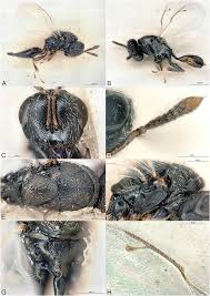 Image result for Costularia natalensis