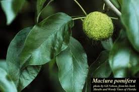 Image result for Maclura