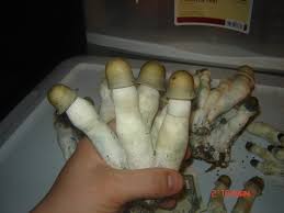 penis envy uncut *pics* - Mushroom Cultivation - Shroomery Message Board