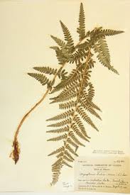 Image result for Dryopteridaceae