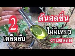 แค โรยใส 1ฝา บ านใครม พร กมะเข อไม ออกดอกออกผลใบหง กงอใบเหล องมดแมลงตร มม เคล ดล บดกมากแม ก อยพาทำ youtube การปล กพ ช ปล กผ ก ปล กผ กหล งบ าน