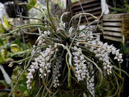 Image result for Microcoelia exilis