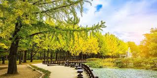 What to know about visiting nami island. Nami Island Photography Professional Photographers For Hire