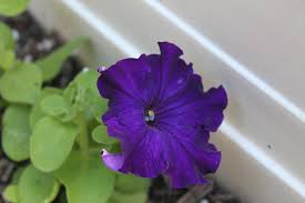 The dusting of yellow pollen around the flowers's center show that it was recently visited by a hummingbird. A Lonely Little Petunia Moreidlethoughts Weblog