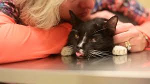 Euthanasia is usually carried out by injecting an overdose of anaesthetic into the vein of the front leg, although the injection can be given to other areas of the body as well. Diabetic 12yr Old Cat Euthanasia Youtube