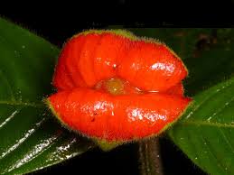 Image result for Psychotria eminiana