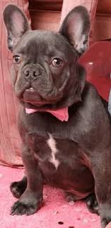 Will be ready for his new family about the 3rd week. Police Searching For Suspect In Theft Of 13 000 French Bulldog