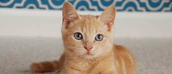 If you haven't found the perfect kitten for sale or. Pet Adoption And Animal Rescue Charlotte Nc