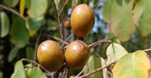 Image result for Cleistanthus