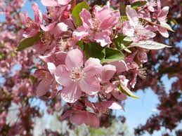 All apple trees, including the crabapple species, can pose a threat to your dog's health. In Focus Crabapple Trees The Primrose Blog