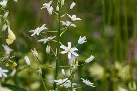 Image result for Ornithogalum