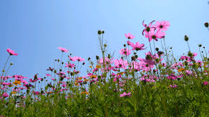 Facts about bagpipes tell you about one of the famous traditional musical instruments in the world. Persephone La Primavera Spring Wattpad