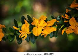 Image result for Brya