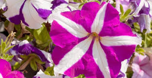 Check spelling or type a new query. Tanaman Hias Tahan Panas Yang Ekosotis Bernilai Jual Tinggi