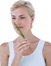 Rosemary Spring PNGs