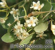 Image result for Gymnosporia glaucophylla