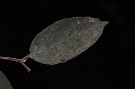 Image result for Parinari excelsa