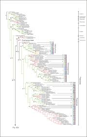 Image result for Panicum heterostachyum