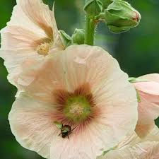 Hollyhock is native to asia and europe. Hollyhock Finegardening