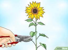 Bunga matahari adalah tanaman yang sangat indah dengan bagian tengah, yang disebut sebagai pilih varietas bunga. Cara Memangkas Bunga Matahari 9 Langkah Wikihow