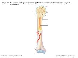 The structure of a long bone allows for the best visualization of all of the parts of a bone ().a long bone has two parts: Figure 5 2a The Structure Of A Long Bone Humerus A Anterior View