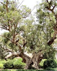 Image result for Ficus muelleriana