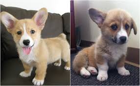 Sirinlik Otesi Corgi Kopekler Patiliyo Com