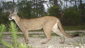 Florida panthers were heavily hunted after 1832 when a bounty on panthers was created. Was Ist Der Florida Panther Traum Urlaub Florida