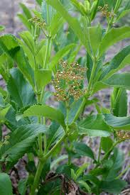 Image result for Cyphostemma crotalarioides