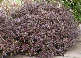 When grown in full sun, this compact, evergreen shrub has small, wavy, dark purple leaves and striking, dark grey or black young stems. Pittosporum Tom Thumb One Of My Favourite Evergreen Shrubs Lisa Cox Garden Designs Blog