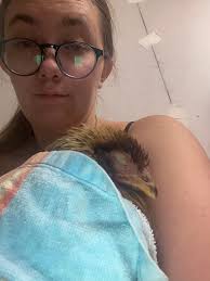 She can hardly walk and her belly is super hot. She hasn't laid an egg in  well over a week, I thought maybe she had found a secret egg spot. Now I'm