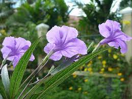 About Wild Petunia Information For Growing Ruellia Flowers