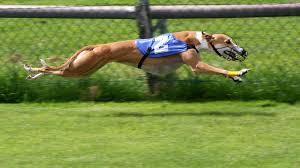 Greyhound Racing Greyhounds Racing Greyhound Grey Hound Dog