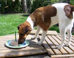 Image result for foxteriér hladkosrstý