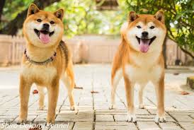 Shiba inu price depends on various factors such as lineage, sex, and types of registration. Shiro Ookami Kennel Japanese Akita Inu Shiba Inu Posts Facebook