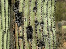 Depending on how much rot has affected the cactus, you may be able to trim off a healthy section and replant. Drechslera Cactus Stem Rot How To Save A Rotting Cactus